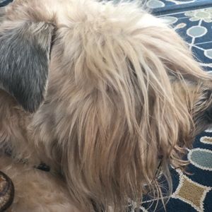 Meet your Posher, Patricia